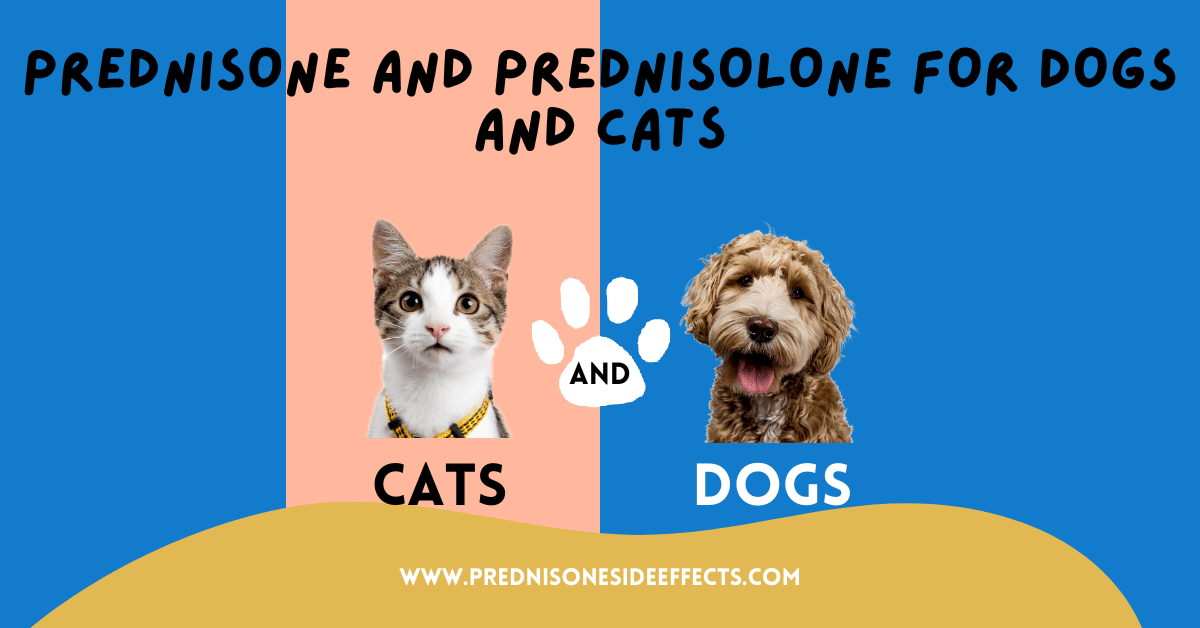 Prednisone and Prednisolone for Dogs and Cats